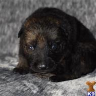 german shepherd puppy posted by Yosemite _Shepherds